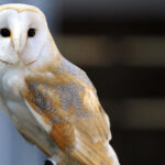 French treasure hunt for buried owl statue ends after 31 years