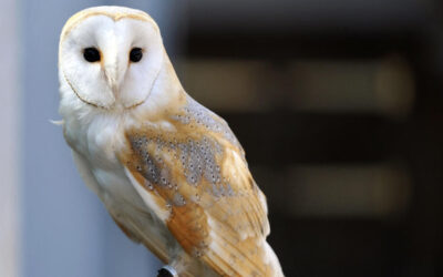 French treasure hunt for buried owl statue ends after 31 years